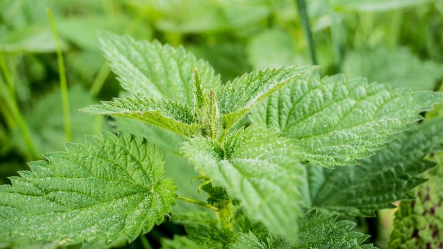 stinging-nettle-503939_1920