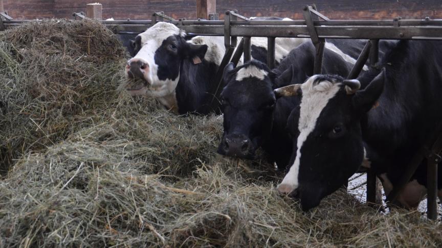 Le lait de foin se distingue du lait normal par le fait que sa production  ne recourt pas aux aliments fermentés comme les ensilages.