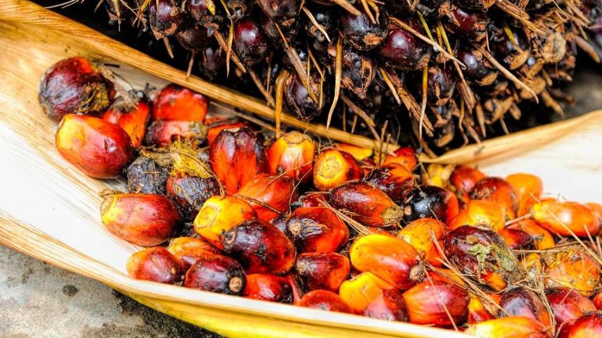 Tirés principalement par l’huile de palme, les prix des huiles végétales ont progressé de 4,6% en septembre.