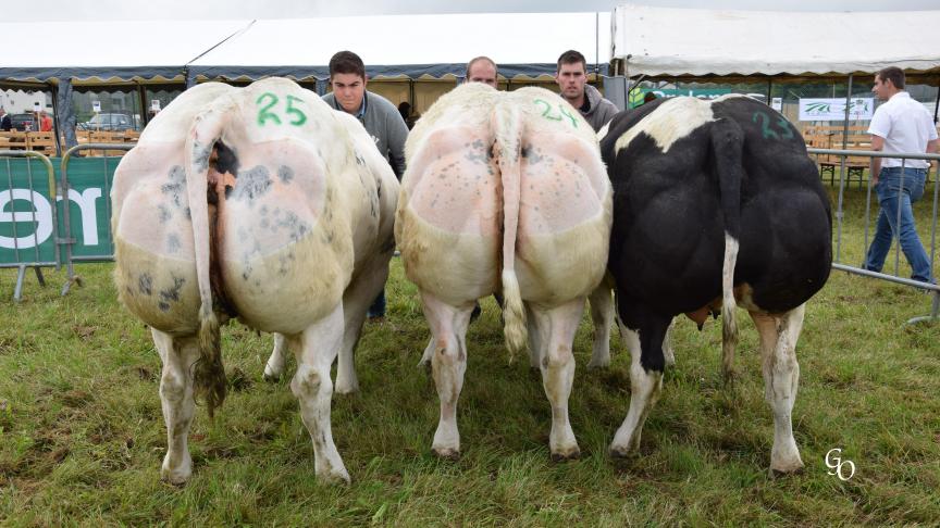 Lot de 3 vaches remporté par Plainchamp Jean-Marie, Joachim & C. Hanus Association, Bellefontaine.