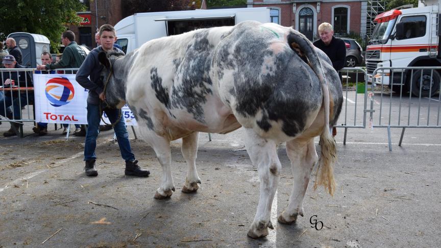 Binnette de St Druon (Grommit X Mont Blanc), championne des vaches, à Léonce & Michael Gastiny, Grandrieu.