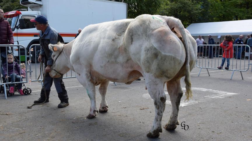 Eclosion du Buisson Marot (Odilon X Germinal), 1
er
 prix des vaches de 44 mois et +, à Philippe Jennequin, Monceau-Imbrechies.