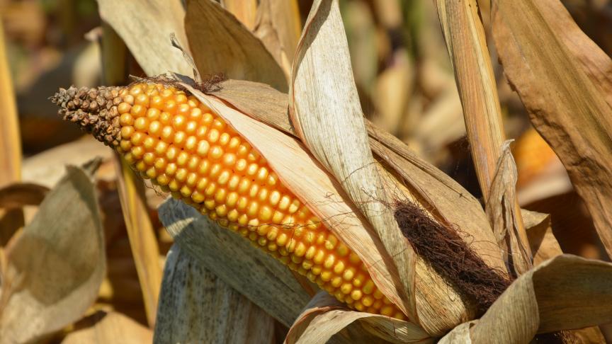 Les chercheurs américains ont aussi découvert la possibilité de faire pousser du maïs contenant de la méthionine sans le modifier génétiquement.