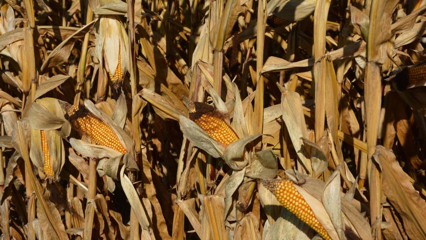 Selon les déclarations de superficie, les surfaces en maïs grain couvriraient cette année près de 54.300 ha, soit 6
% de plus que l’an dernier.