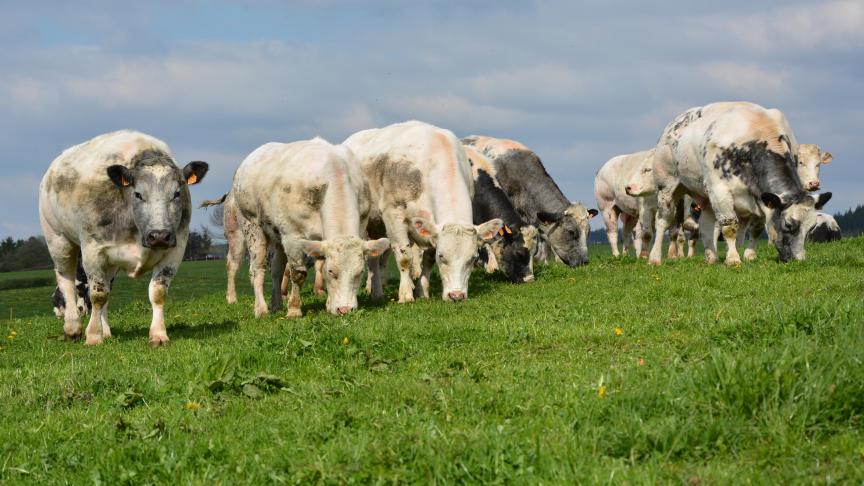 Aucune réduction de cotisation n’est prévue cette année pour le secteur bovin.