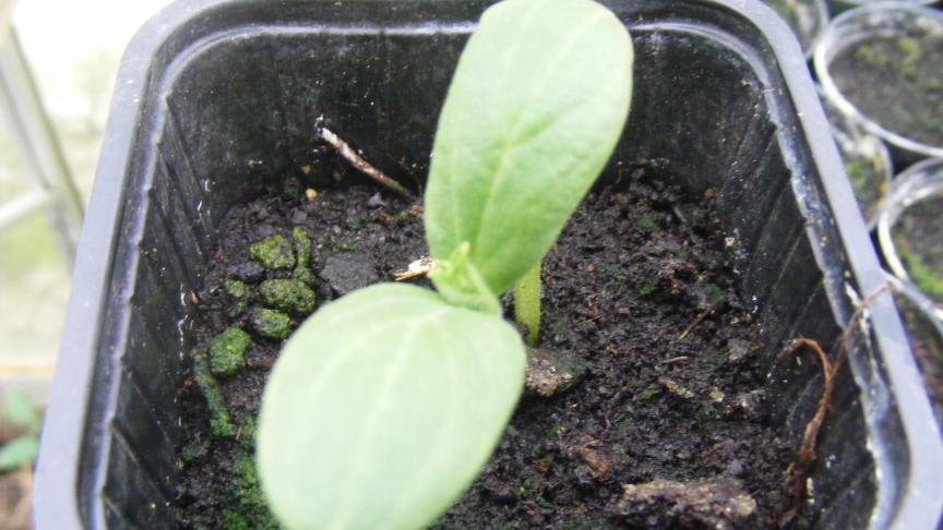 Le semis peut être réalisé en terrine ou directement en godets.