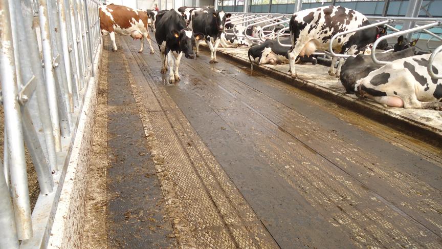 Refroidir le sol des étables, grâce au Cold Dairy Concrete de Altez, permettraitnotamment de réduire  le stress thermique que subissent les vaches laitières en période estivale.