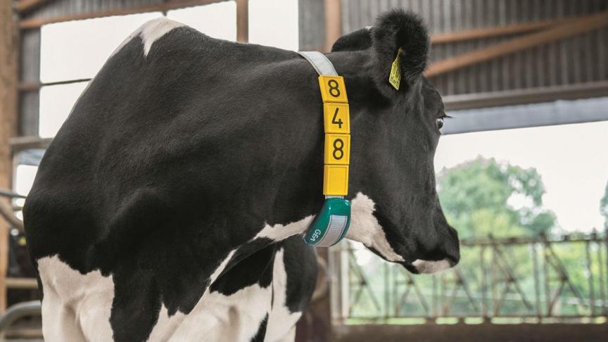 La santé des vaches peut être surveillée de façon détaillée grâce à divers outils placés dans un collier ou une caméra.