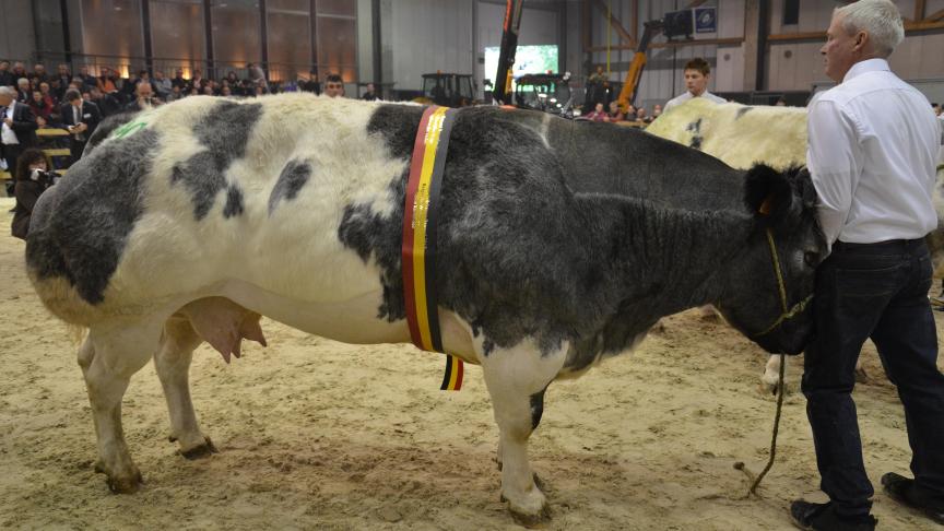 Lionne du Coin, championne des vaches,  à F. Mailleux, J-M et B. Dony, Braibant.