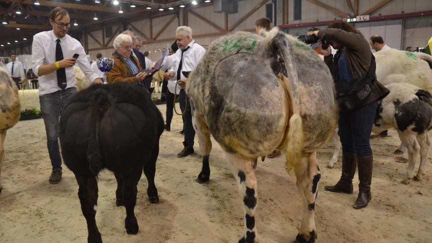 Iris van Daisel, suivie de 0675 van Daisel, championne des vaches suitées,  à Guy Perin  et Lieven  Goodeeris, Grandhan.