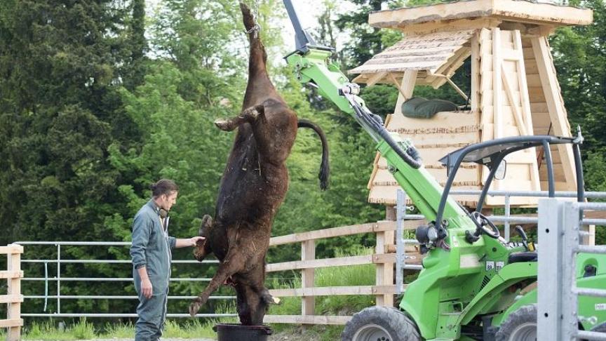 En Suisse, un éleveur a installé un poste de tir pour abattre lui-même ses vaches,  ne provoquant ainsi aucun stress chez l’animal.