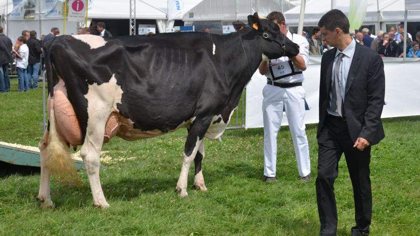 Déjà théâtre du Concours Wallon et de la Nuit de la Holstein, Libramont Exhibition and Congress sera le lieu de réception de la prestigieuse confrontation européenne Holstein, organisée tous les 3 ans, en mars 2019.
