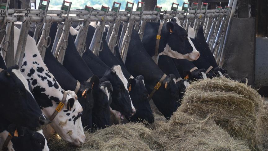 Avec l’enregistrement obligatoire des antibiotiques dans Bigame, un benchmarking va pouvoir être réalisé et permettre ainsi aux éleveurs laitiers de comparer leurs pratiques.
