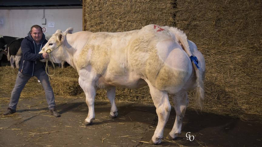 Impulsive du Pouhon (Tilouis X Paysan), 1er prix des vaches de 44 mois et +, à Jean-Marie & Jean-Philippe George, Clavier.