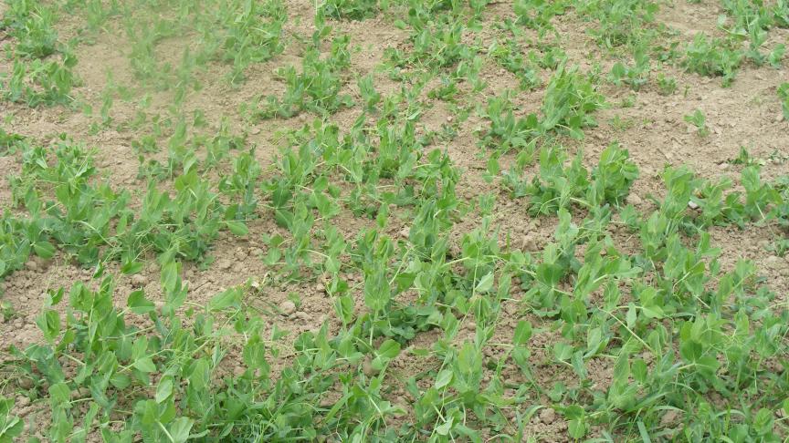 Au lieu de laisser les pois se fixer à un filet vertical, il est aussi possible de les étêter au stade «5 niveaux floraux». La croissance s'arrête, la récolte est concentrée dans le temps et la tige est renforcée pour sa résistance à la verse.
