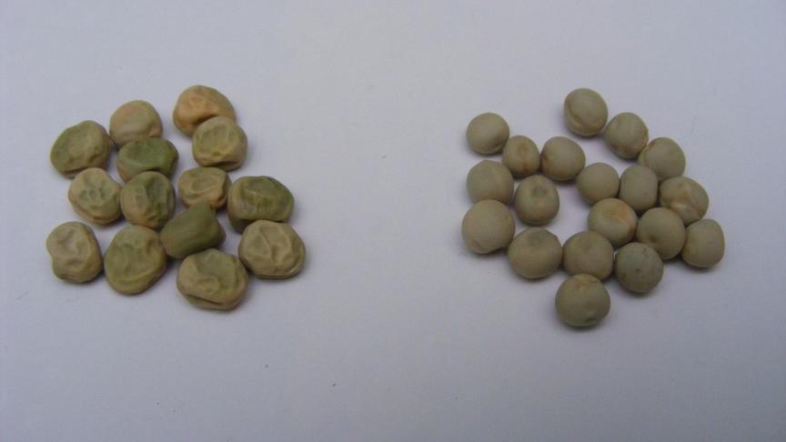 Les grains des variétés mangetout sont grisâtres, ils peuvent être ridés 
ou lisses. Les grains lisses sont plus riches en amidon 
et moins riches en sucres.