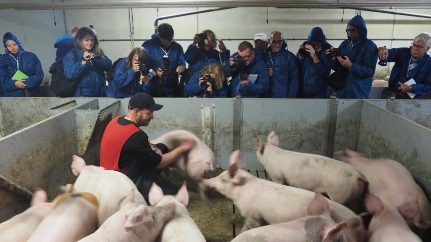 Les porcs à l’engraissement proviennent de deux croisements puisque les mères sont des truies hybrides (Landrace x Yorkshire), et les pères des verrats Duroc.