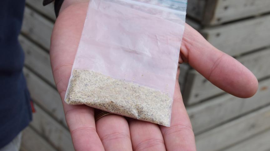 Environ 40.000 minuscules graines dans un sachet, c’est suffisant pour emblaver un ha.