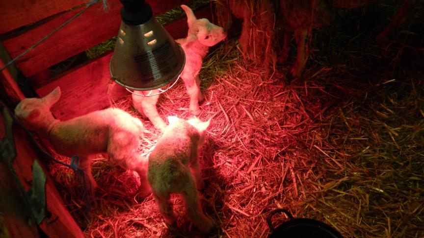 Il est utile de prévoir une lampe chauffante pour soutenir les agneaux un peu faibles, durant leurs premières heures de vie, par temps froid.