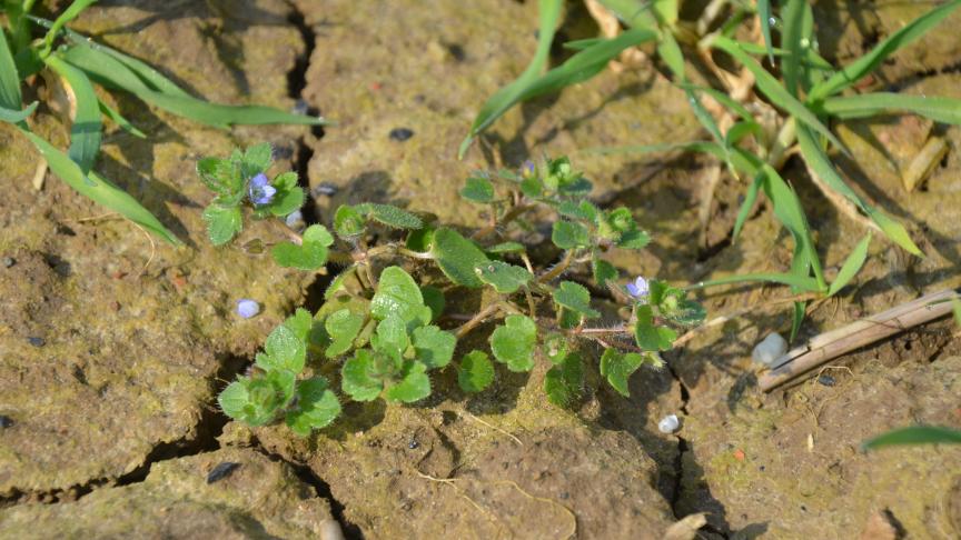 La prévention de la résistance au désherbage phyto impose de faire varier tout ce qui peut l