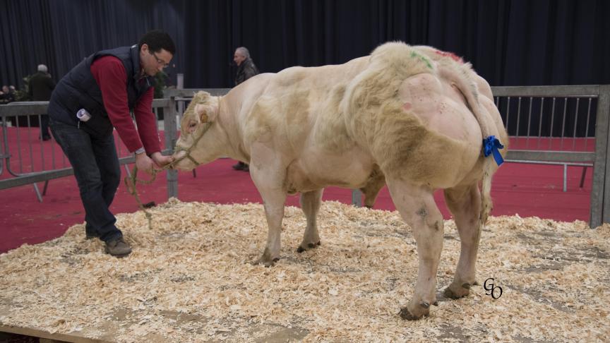 Duvet de Chardeneux (Bienfait X Dartagnan), 1
er

prix des taureaux de 10 à 18 mois, à Alain & Clément Boclinville-Marot, de Bonsin.