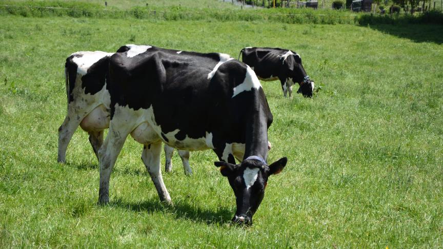 Une gestion efficace du pâturage permet d’atteindre un niveau élevé de production laitière,  sans investir massivement dans des concentrés de production.