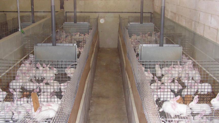 L’environnement et les conditions d’élevage ont aussi un impact indirect sur la qualité de la fourrure. Le nombre de cages et la densité de l’élevage doivent être adaptés aux possibilités d’aération du local. Il faut absolument éviter la surpopulation, source d’émanations d’ammoniac.