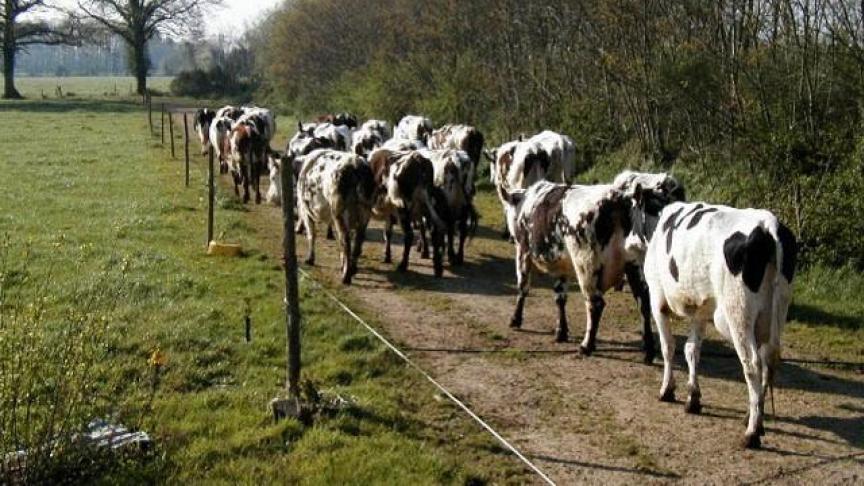 Déplacer ses animaux peut être source de dangers pour l’éleveur. La règle de base consiste à attirer la meneuse, que le troupeau suivra.