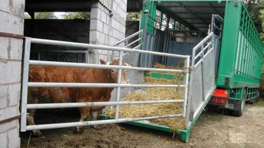 Pour faciliter l’embarquement, il vaut mieux placer le camion de transport en oblique et ne laisser de la place que pour le passage d’un seul animal.