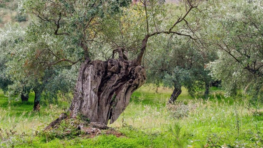 olive-tree-1973386_1920