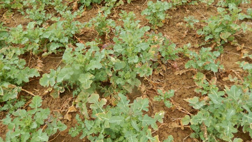 Les colzas les plus développés présentent actuellement des boutons dégagés des feuilles et sont donc vulnérables aux attaques de méligèthes.