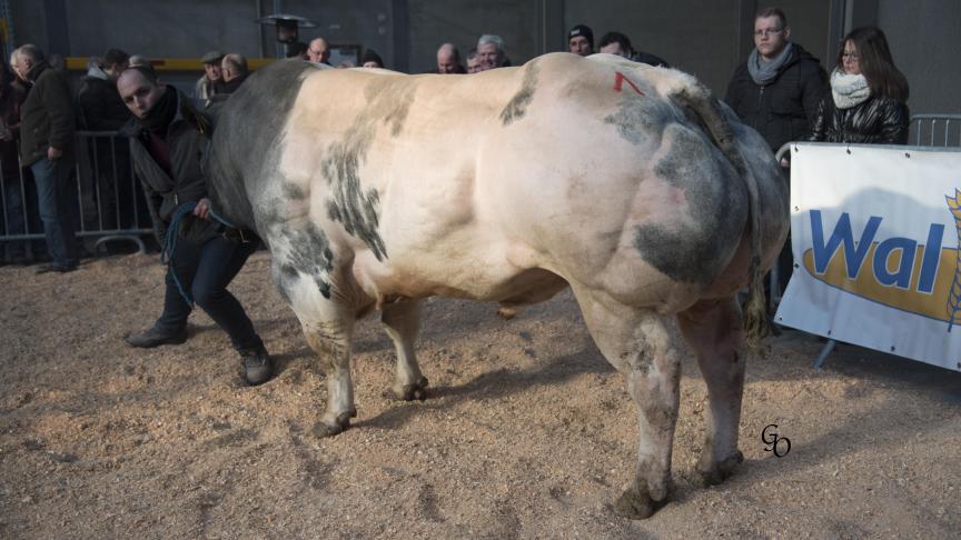 Ebloui de la Bocheroule (Shériff X Heros), 1
er
 prix des taureaux de 30 à 54 mois, à Charles & Bernard Destexhe, Bolland.