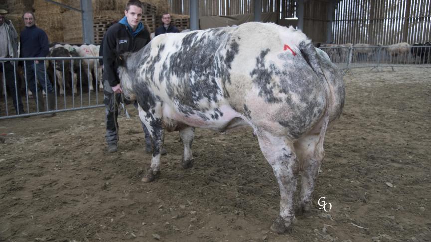 5638, 1
er
prix des primipares et vaches hors normes, à Bernard Vandeputte-Dubois, Celles.