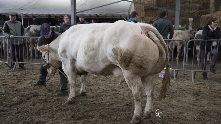 Trompette de l'Orgelot (Shériff X Canadian Club), championne des vaches, à Bernard Scohiez, Pipaix.