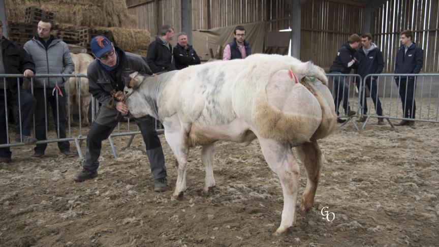 Cape de l'Orgelot (Glaieul X Grommit), championne des jeunes génisses, à Bernard Scohiez, Pipaix.