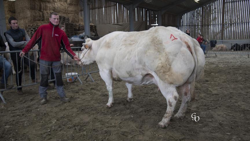 Etoilée de Mianvaing (Guide X Bivouac), 1
er
prix des vaches de 44 mois et +, à Pierre Bourdeaud'huy, Montroeul-au-Bois.