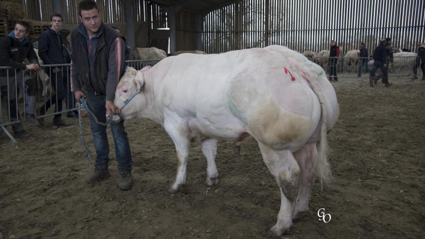 Calimero du Petit Bois de Maulde (Azur X Nippon), champion des jeunes taureaux, à Marc Roupin-Marlier, Maulde.