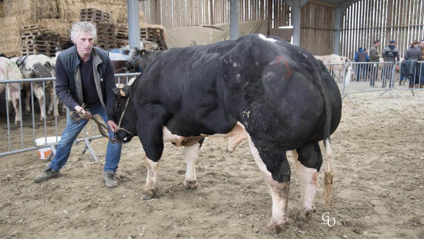 Insolant de la Melle (Or X Gamin), 1
er
 prix des taureaux de 30 à 54 mois, à Pascal Lust, Mourcourt.