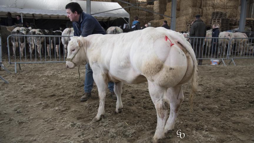 Baraque de Nechin (Picadilly X Cantona), 1
er
prix des génisses de 8 à 20 mois, à Désiré Negel, Nechin.