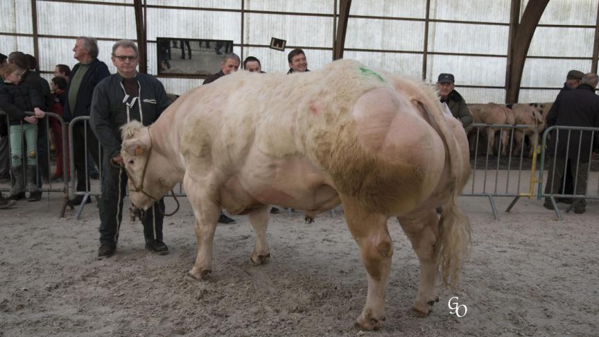 Bison de Jauvelan (Horace X Naif), 1er prix des taureaux de 18 à 30 mois, à Didier Janot, Hour.