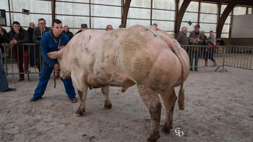 Attaqueur du Relais de la Poste (Hazard X Mandarin), 1er prix des taureaux de 30 à 54 mois, à Etienne Rabeux, Martouzin-Neuville.