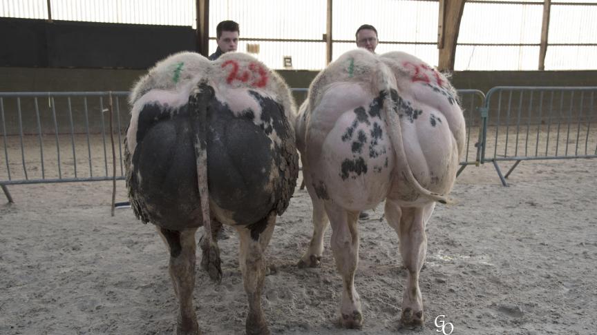 Lot de 1ers prix à Victor & Jean-François Stephenne, Mesnil-Saint-Blaise.