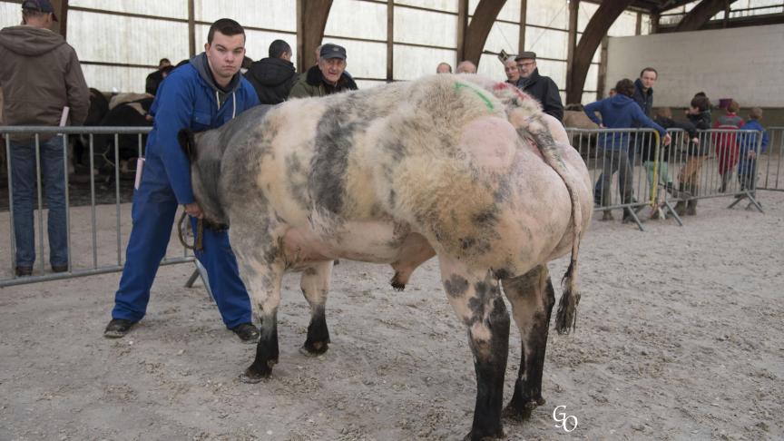 Kalou de Bierwa (Shériff X Impérial), champion des petits taureaux, à Etienne & Nicolas Rabeux, Martouzin-Neuville.