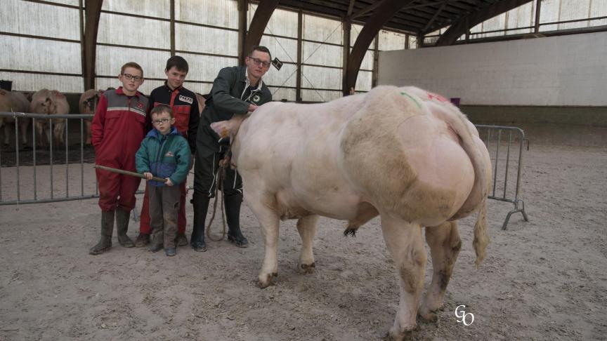 Fjord du Coin (Aragon X Benhur), 1er prix des taureaux de 10 à 18 mois, à Dardenne Frères, Ciergnon