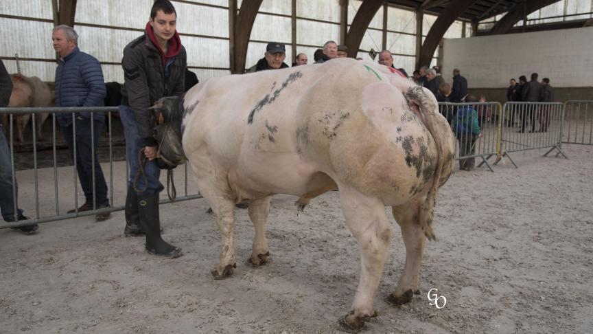 Magistral de Lissoir (Casper X Tilouis), 1er prix des taureaux de 10 à 18 mois, à Olivier Marot, Hour.