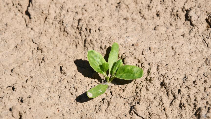 À partir du stade 4 feuilles, des herbicides racinaires peuvent être ajoutés au traitement Far pour apporter de la rémanence.