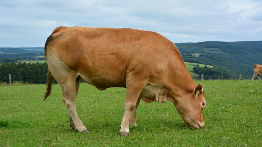 Si l’équation de prédiction concerne uniquement les races laitières, les leviers d’action que sont la gestion du troupeau, la génétique et l’alimentation peuvent être adaptés pour tous les bovins.