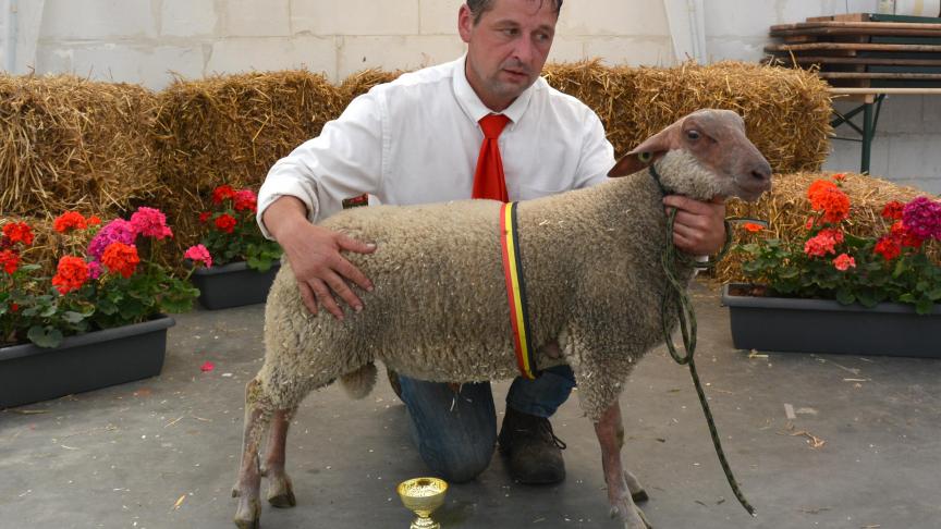Le champion des agneaux Rouge de l’Ouest, à B. Pauwels.