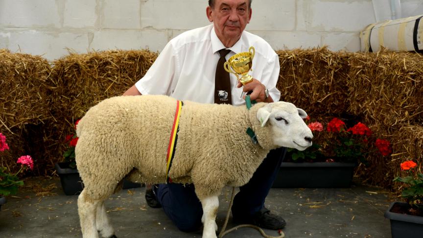 Le champion des agneaux Texel français, à J. Derycke.