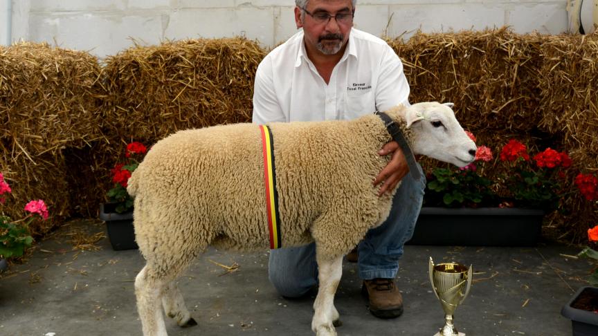 La championne des agnelles Texel français, à Th. Dewaleffe.